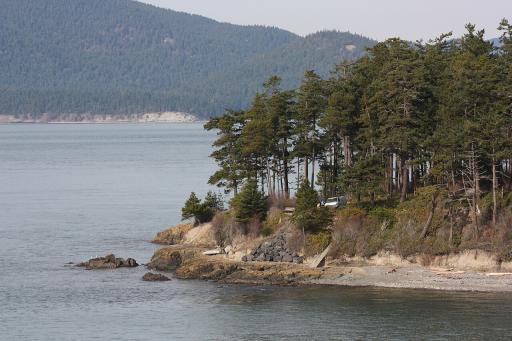 Douglas Fir