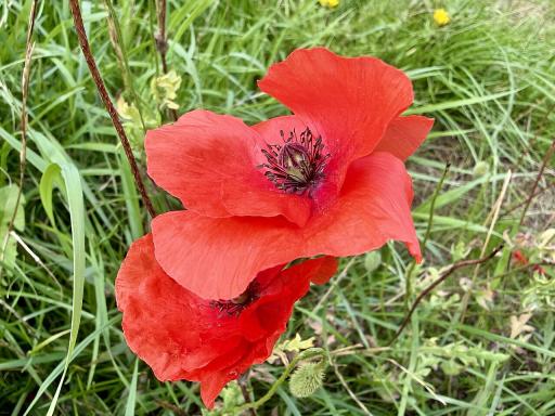 Common Poppy