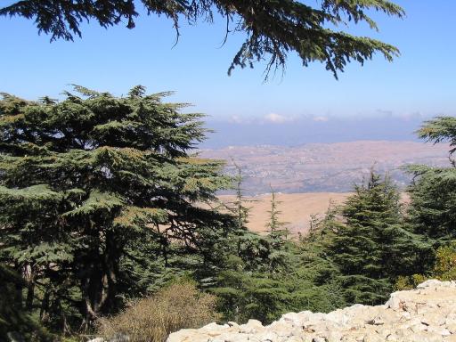 Cedar Tree plant image