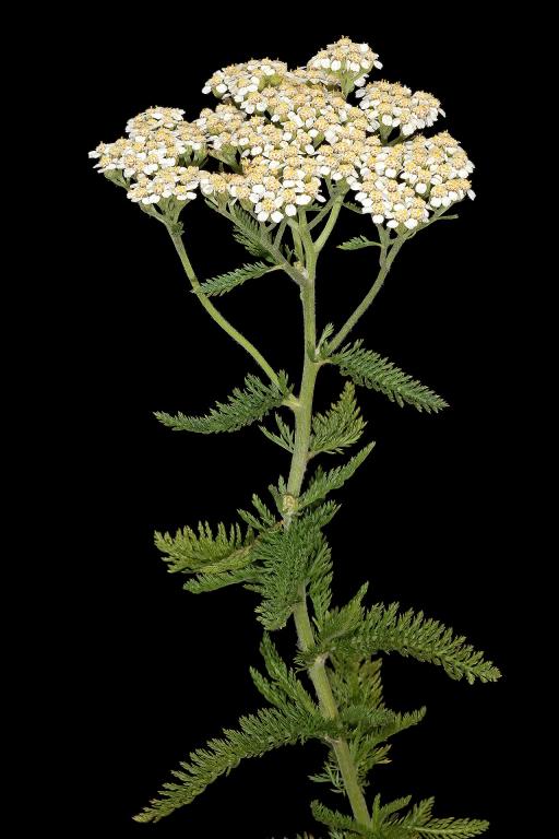 Yarrow plant image