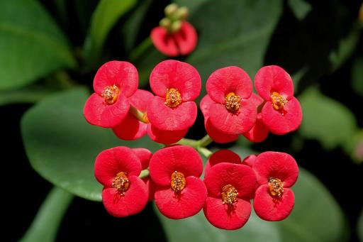 Crown of Thorns plant image