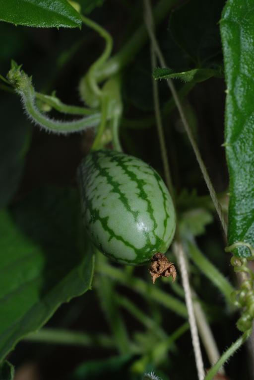Cucamelon plant image