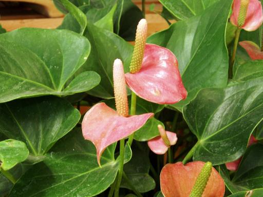 Flamingo Flower plant image