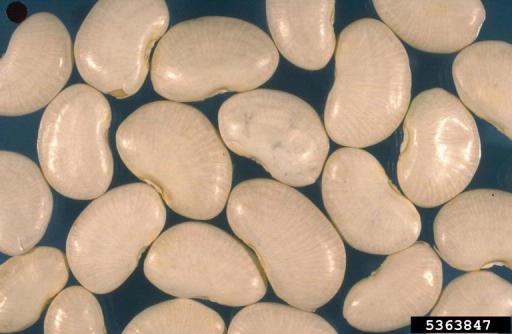 Lima beans plant image