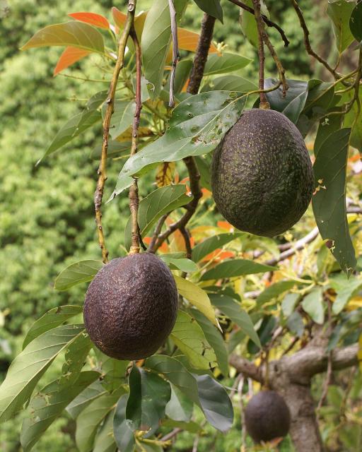 Avocado Tree plant image