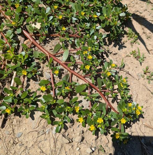 Purslane plant image