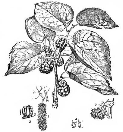 Mulberry Tree plant image