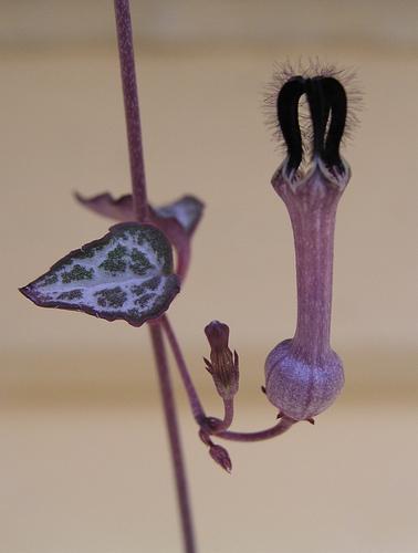String of Hearts