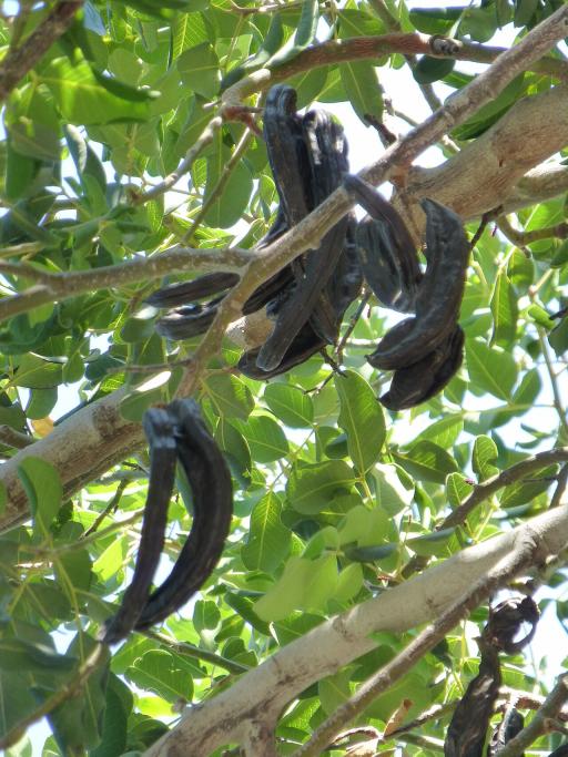 Carob Tree