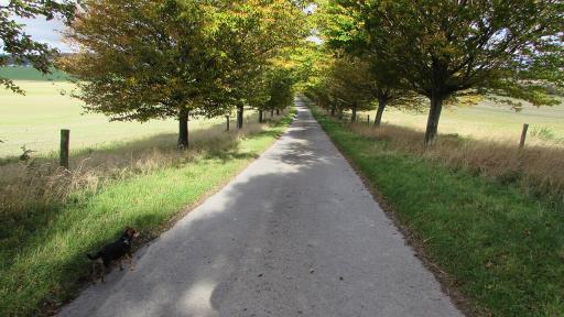 Linden Tree