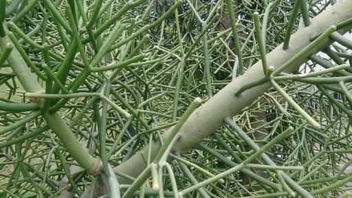 Pencil Cactus