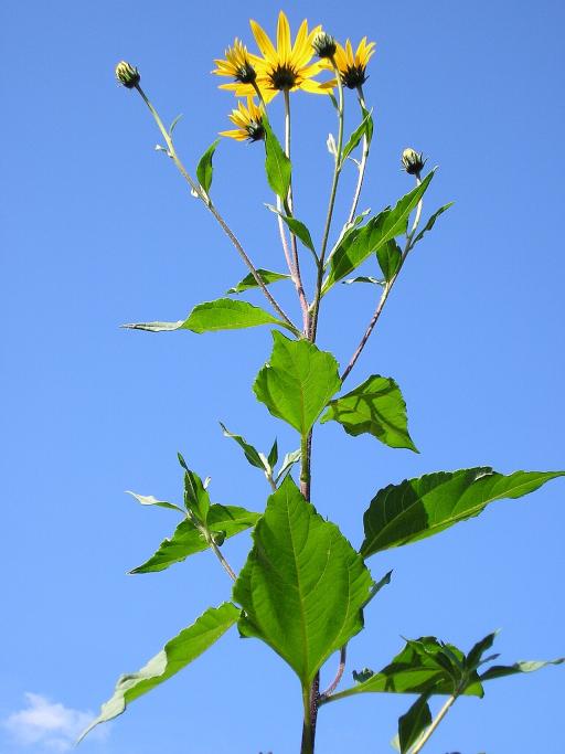 Jerusalem artichoke plant image