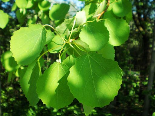 European Aspen