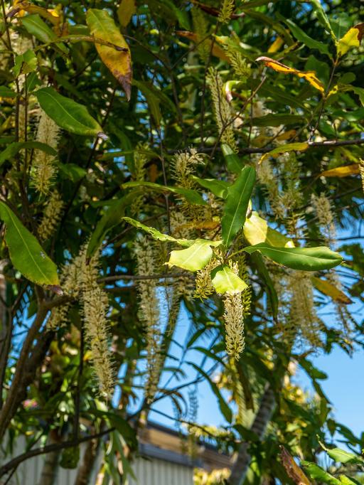 Macadamia Nut Tree