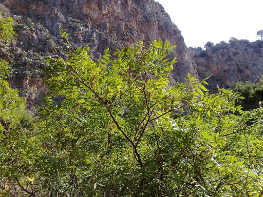 Sumac plant image