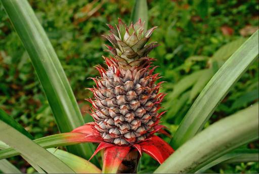 Pineapple Plant plant image