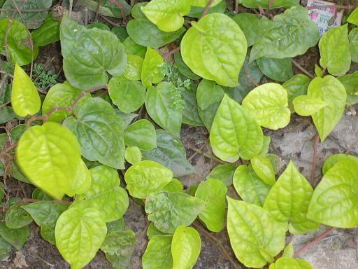 Betel Leaf
