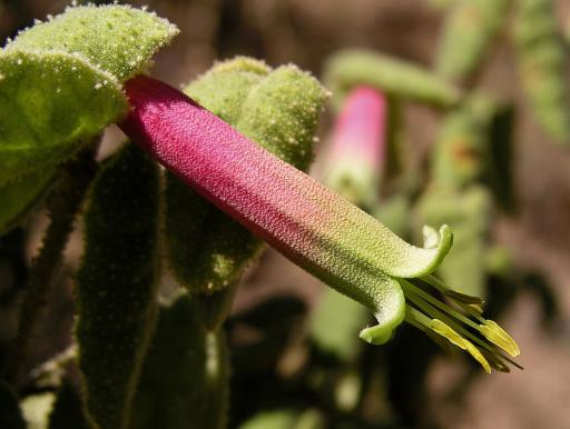Native Fuchsia