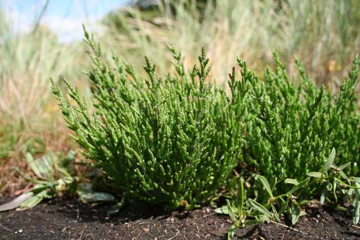Samphire