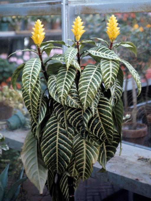 Zebra Plant plant image