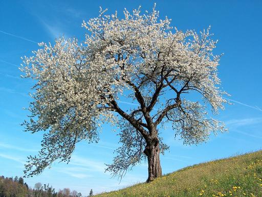 Stone Fruit Trees