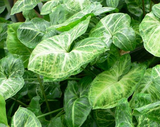 Arrowhead Vine