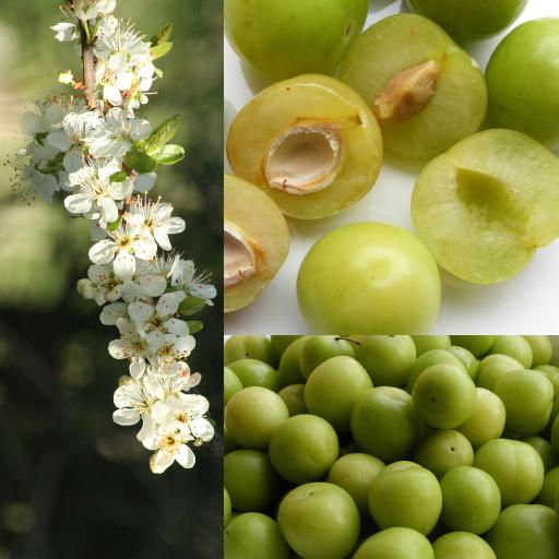 Greengage