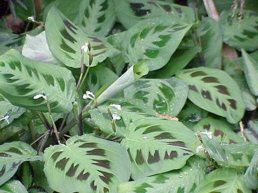 Prayer Plant plant image