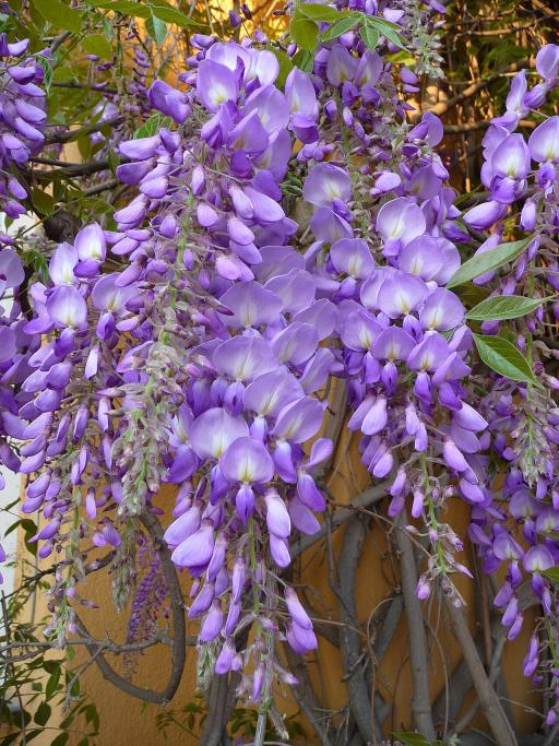Wisteria plant image