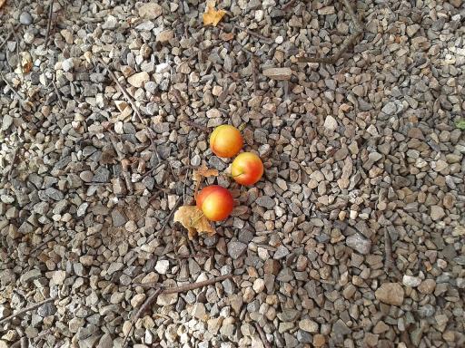 Mirabelle Plum