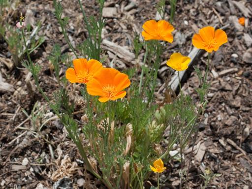 California Poppy plant image