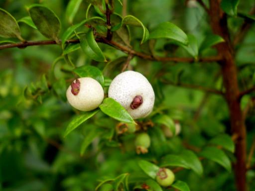 Midyim Berry