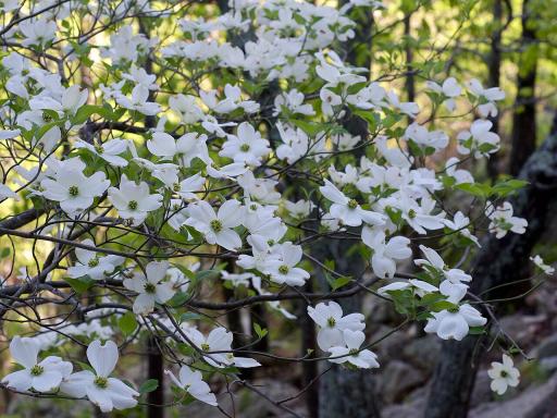 Dogwood tree plant image