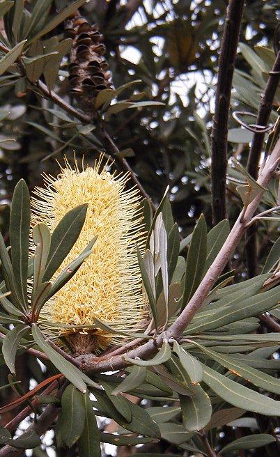 Coast Banksia plant image