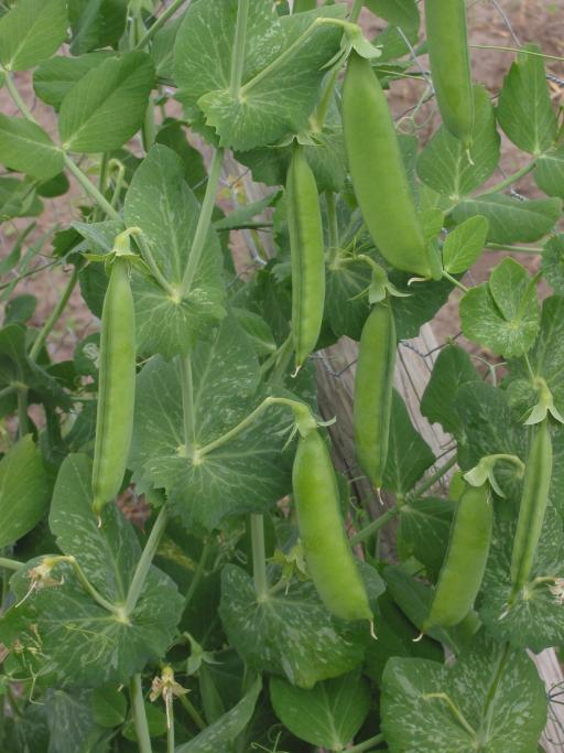 Snow Pea