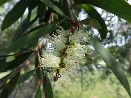 Broad-Leaved Paperbark