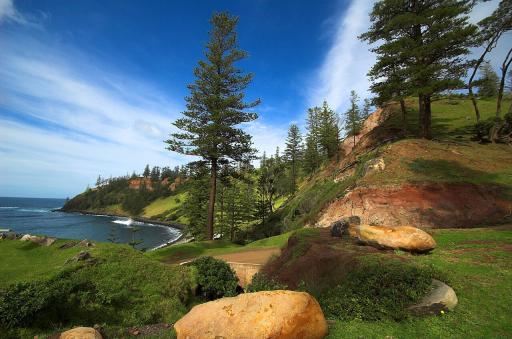 Norfolk Island Pine plant image
