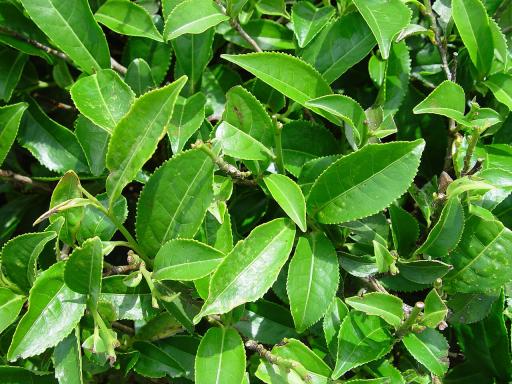 Tea Plant plant image