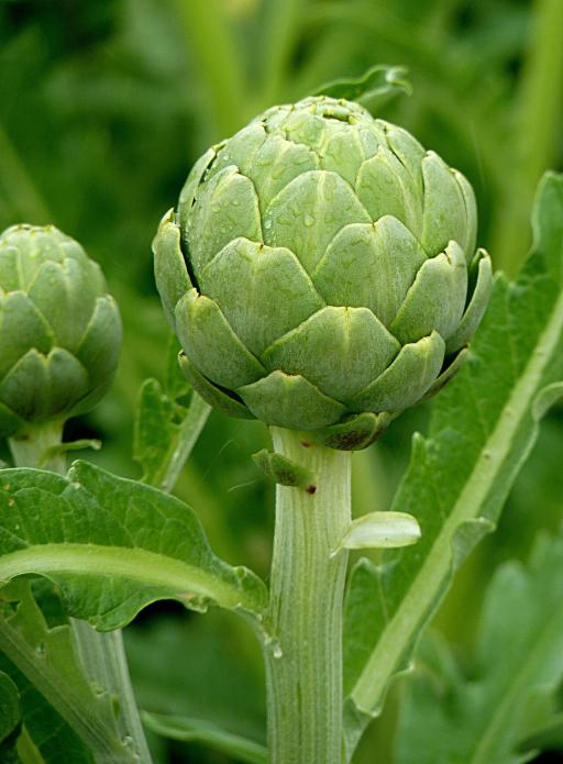 Globe Artichoke