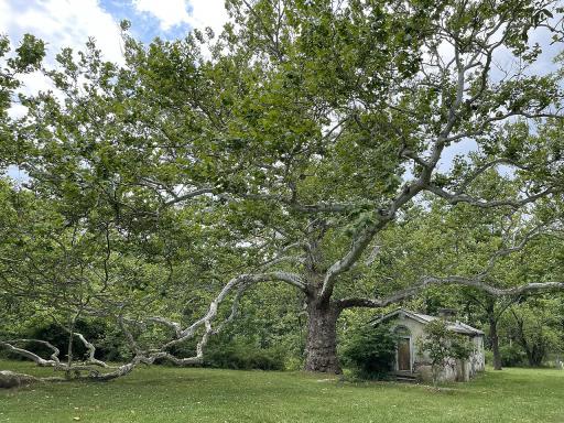 Sycamore Tree plant image