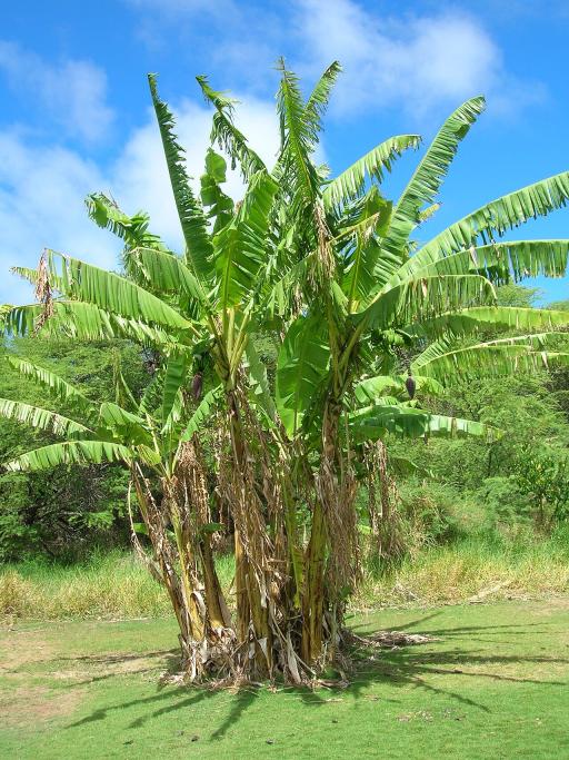 Banana Tree plant image