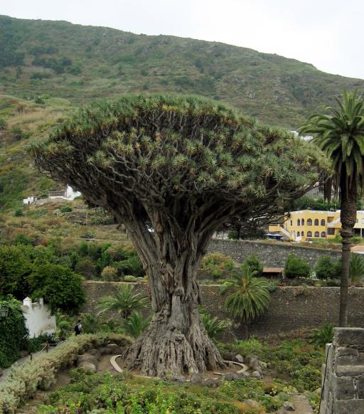 Dragon Tree