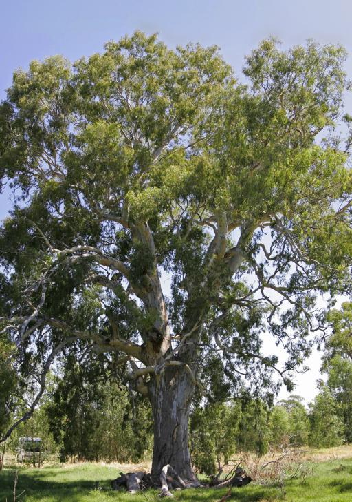 River Red Gum plant image