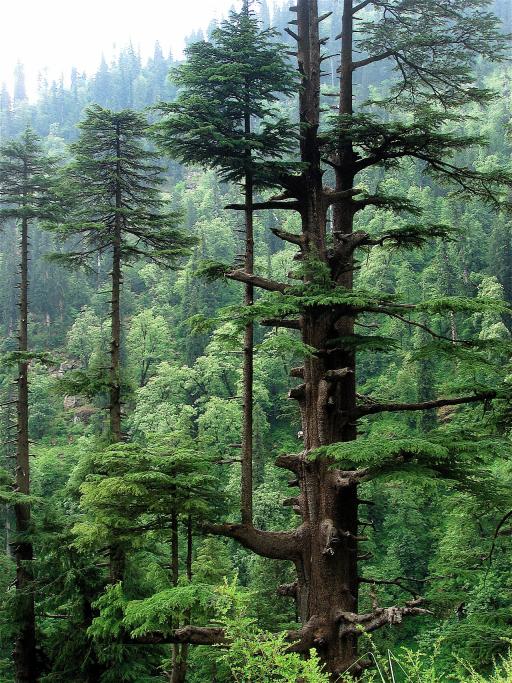 Deodar Cedar