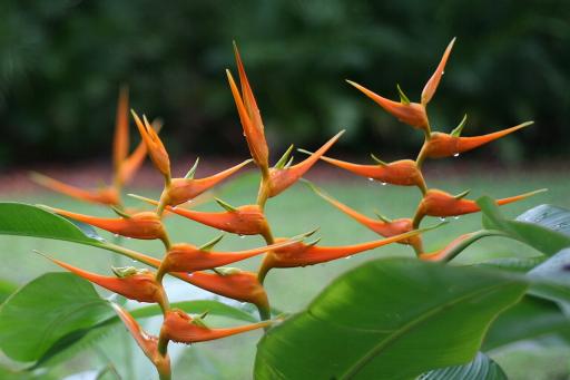 Heliconia plant image