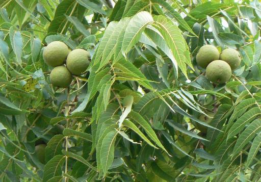 Black Walnut