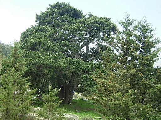 Cypress Tree plant image