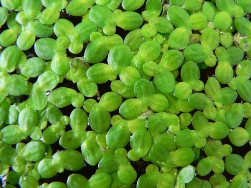 Duckweed plant image