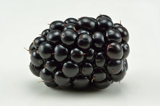 European Blackberry