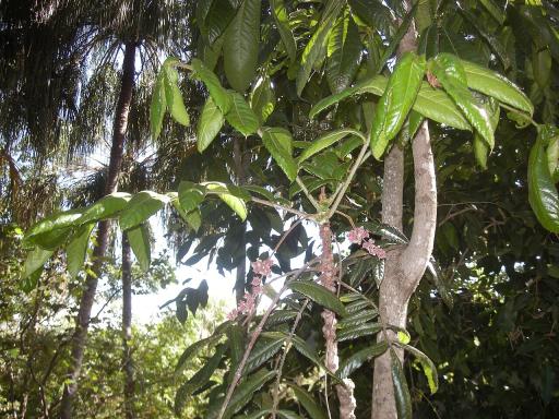 Davidson's Plum